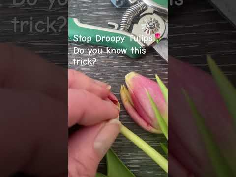 Tips On How To Correctly Minimize Your Flower Stems Easy Ideas For Longer-lasting Bouquets ️